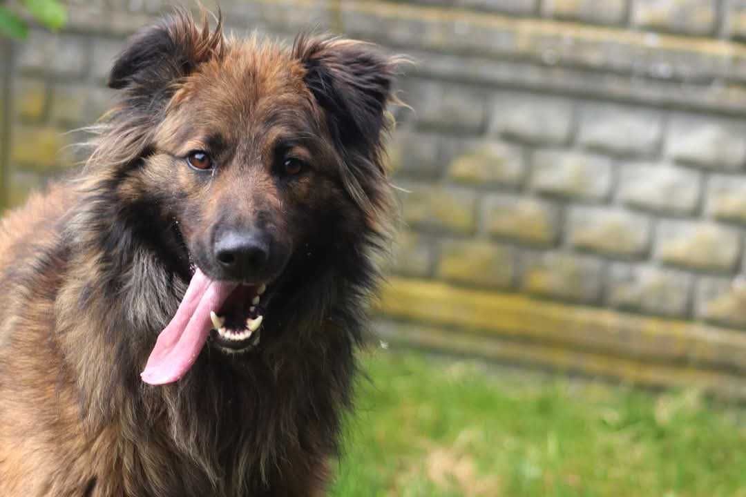 LUK szuka domu. Adoptuj