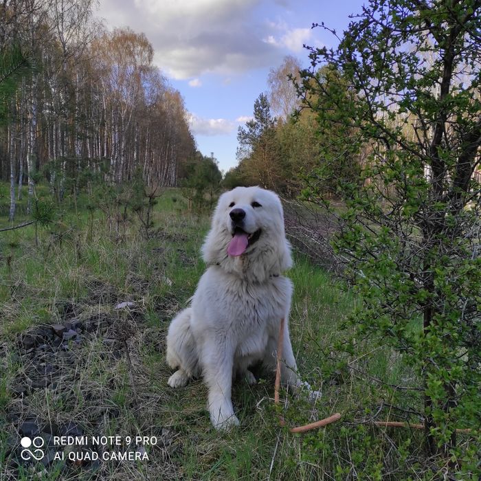 Oddam za darmo samiec