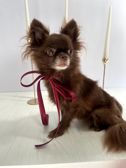 VIP Чіхуахуа шоколадна принцеса