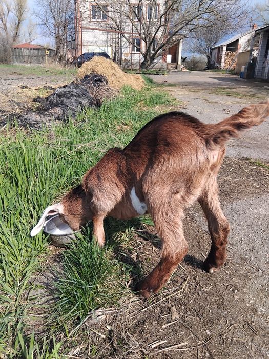 Козенята нубійські