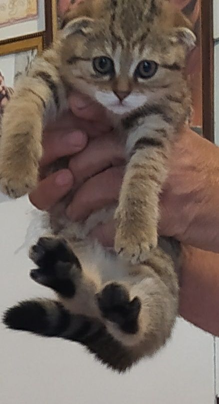 Срочно! Котята скотиш фолд