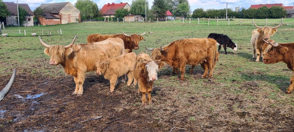 Highland bydło szkockie