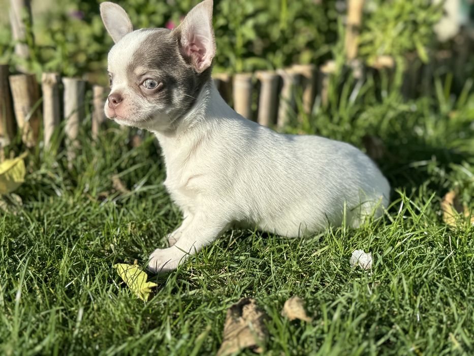 Chihuahua pelo curto com Lop e afixo