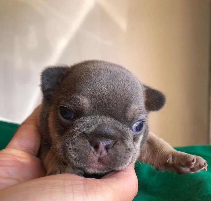 Bulldog francês excelente super top