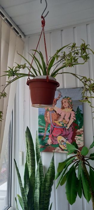 ХЛОРОФИТУМ .Денежное дерево," тещин язык"