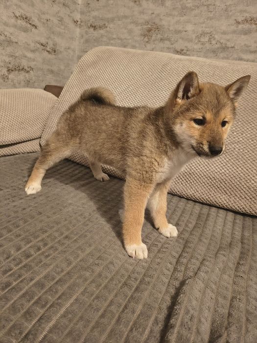 Shiba inu suczka