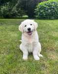 Golden Retriever FCI