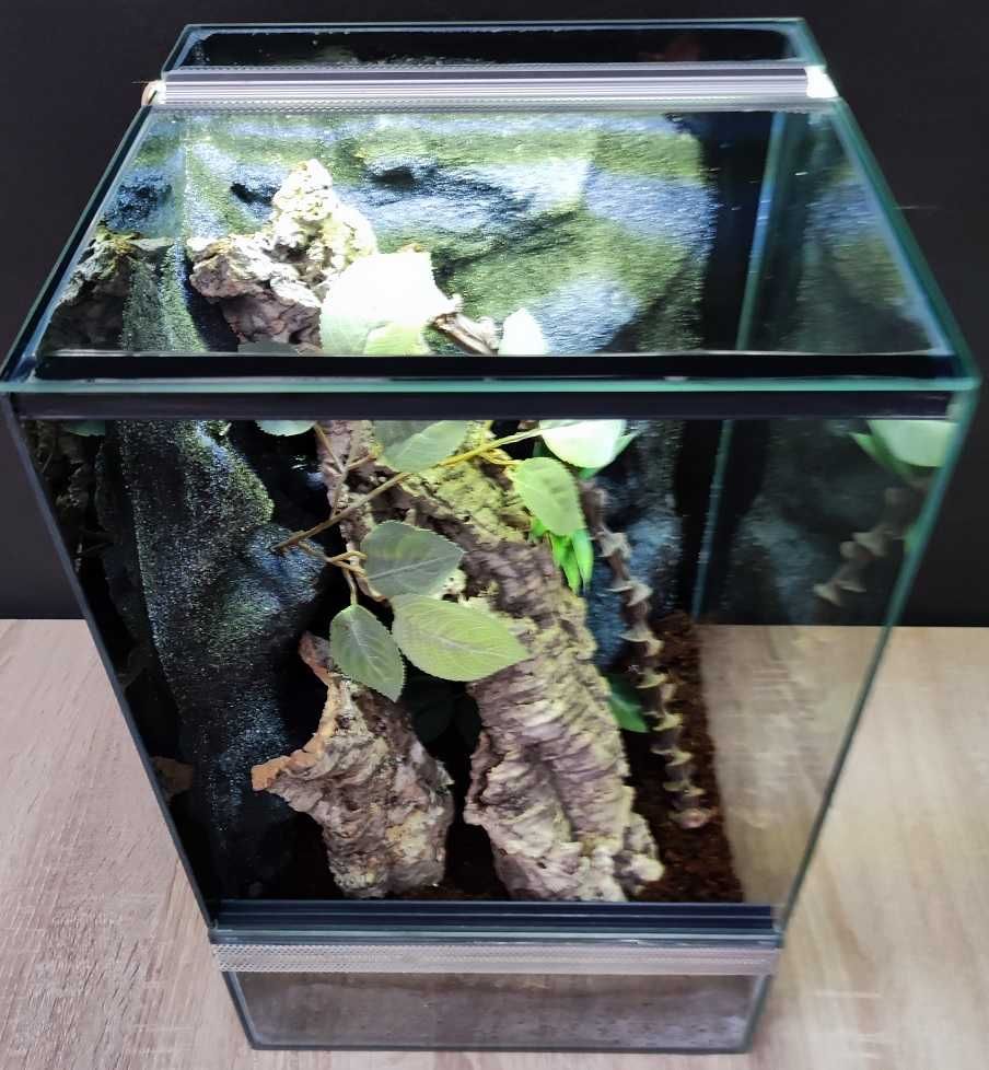 Terrarium szklane nr38 30/30/50 dla gekona orzęsionego, żab DOSTĘPNE