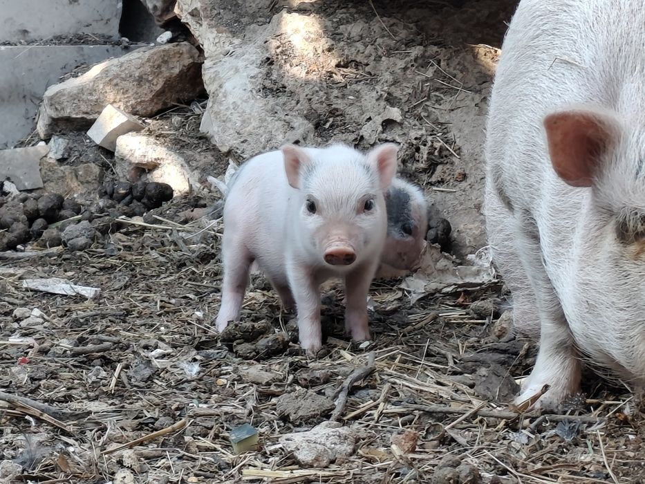 Mini pigs filhos de mãe branca e pai castanho