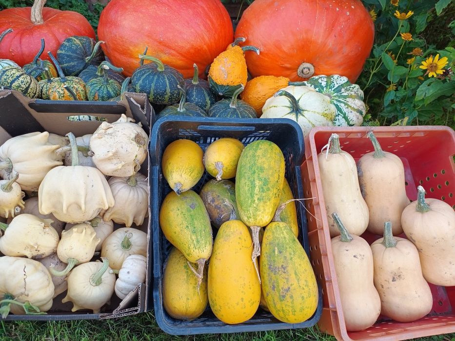 Dynie ozdobne i jadalne