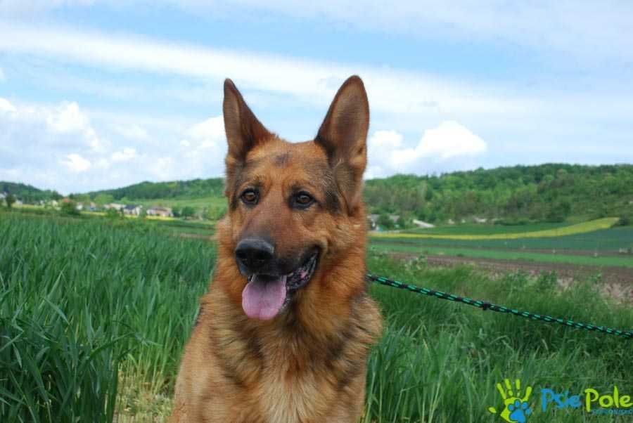 ESPO- Bardzo skrzywdzony owczarek szuka odpowiedzialnego opiekuna,