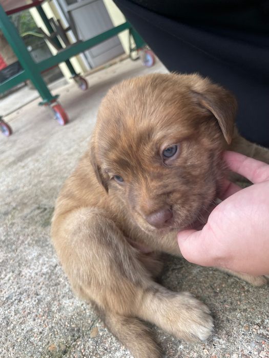 Oferta cachorros