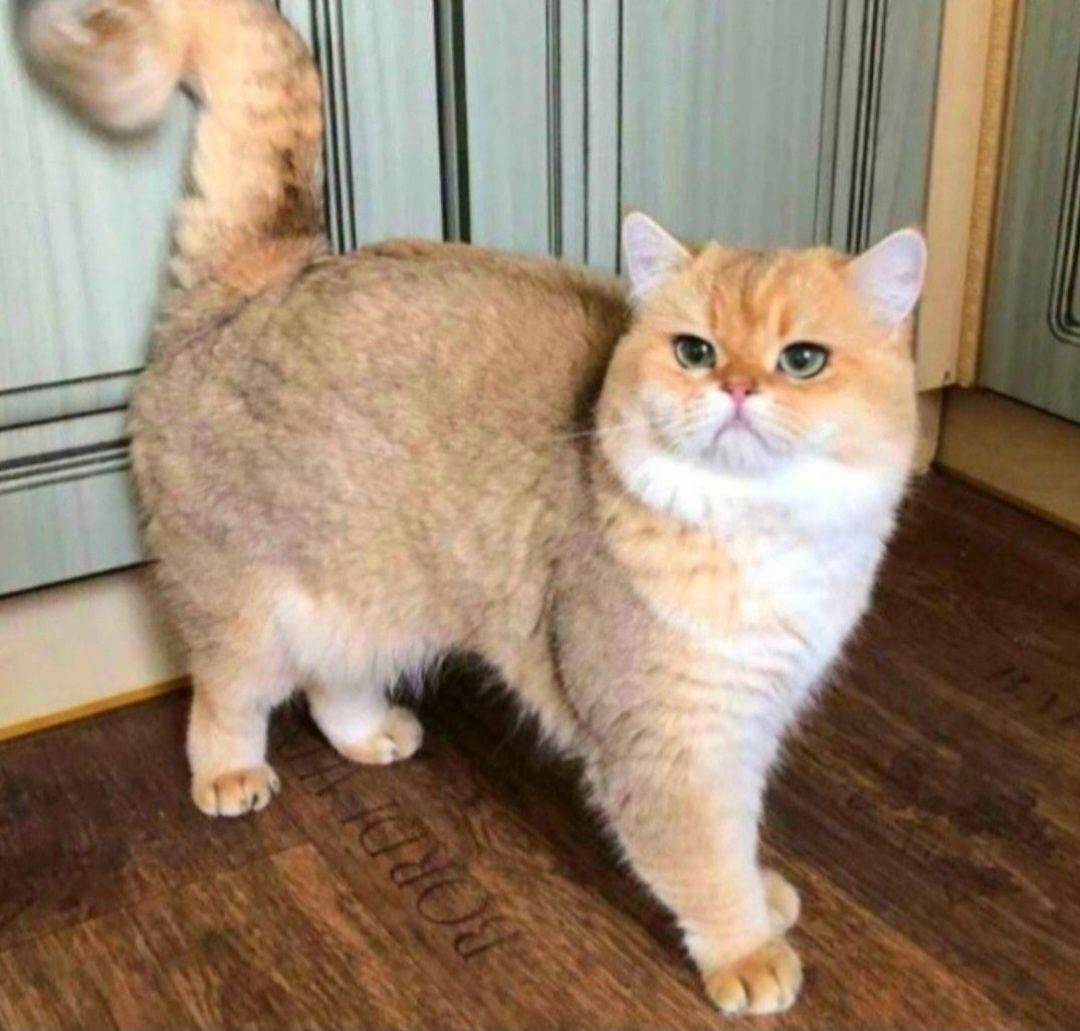 Золотий котик красунчик шотландик