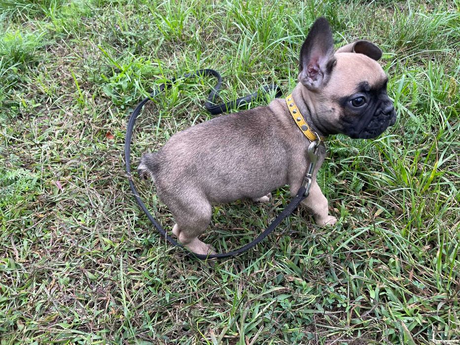 Buldog Francuski, pies Buldoga Francuskiego nie SUKA