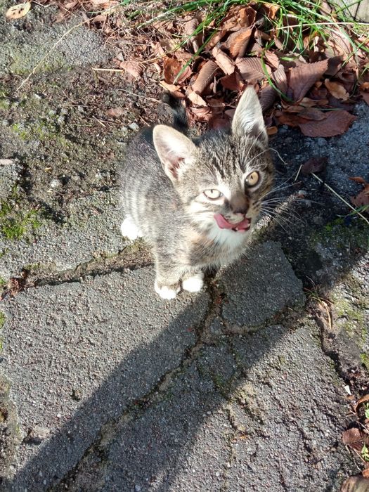 Oddam kotki w dobre ręce , został szary i czarno brązowy.