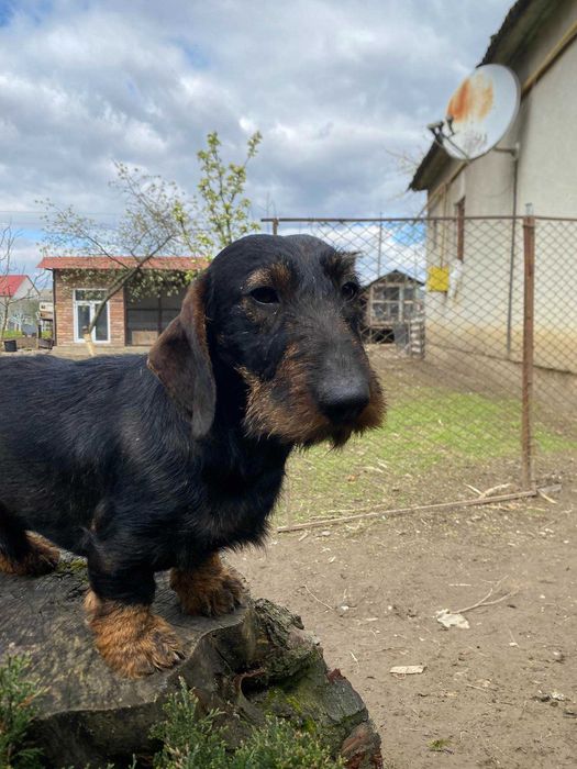 В'язка такси жосткошерстної