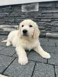 Golden Retriever Szczeniak