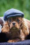 Cavalier King Charles Spaniel* Chłopczyk* Lupin gotowy do odbioru