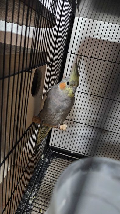 Caturras em excelente estado