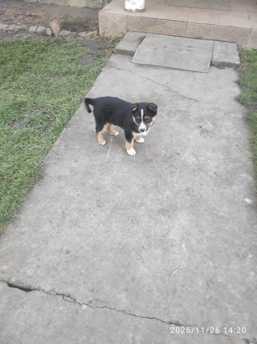 Цуценята 2  місяця