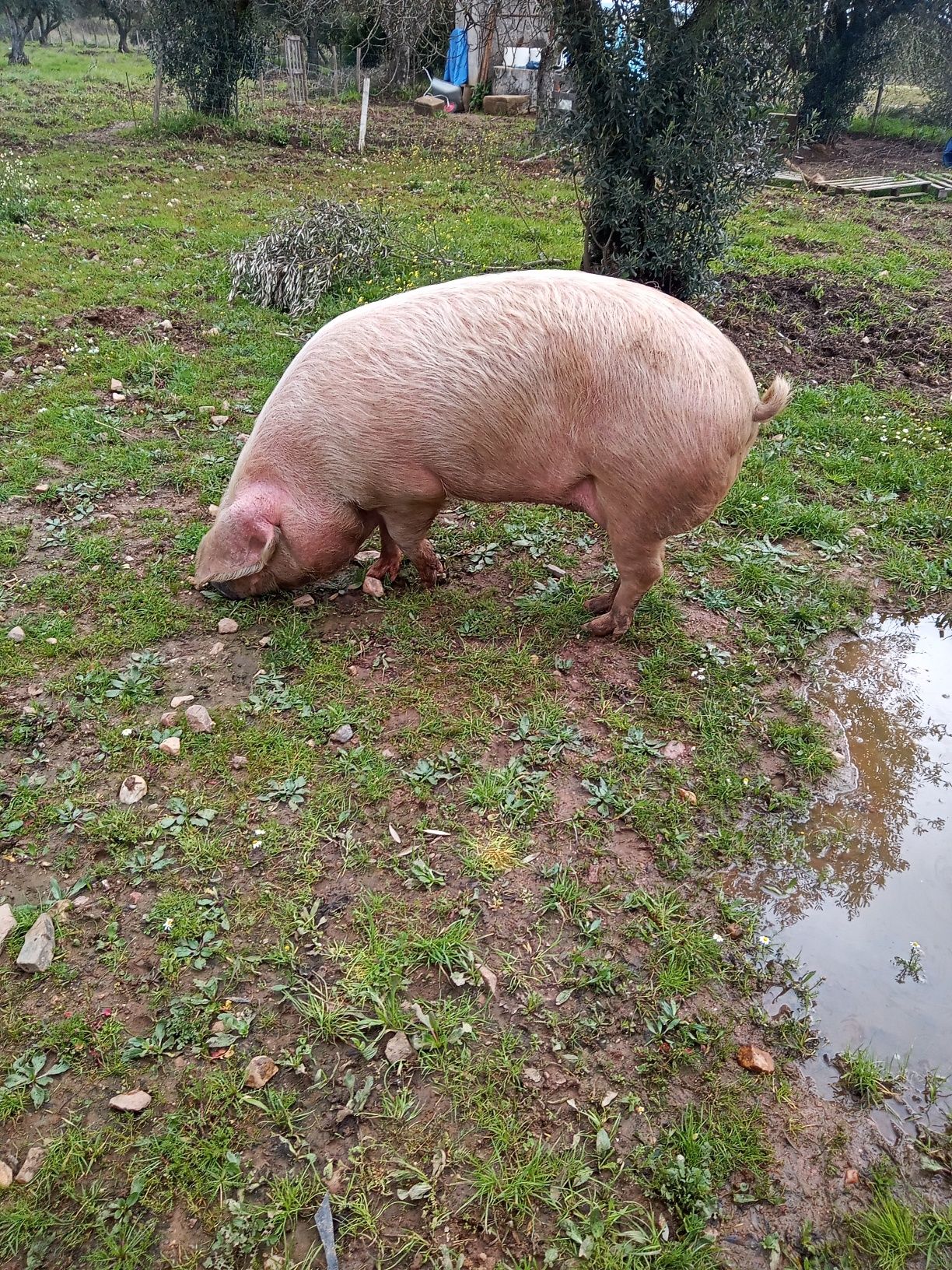 2  Porcas  bisaras puras,1 porca malhada de alcobaça pura..