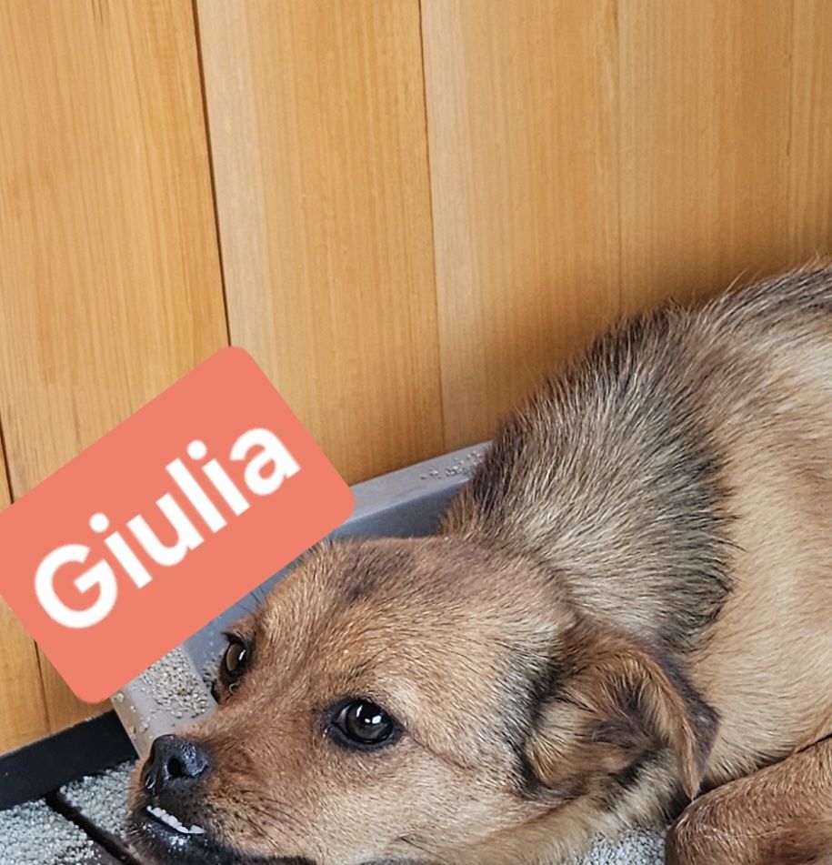 Kto pokocha? Uratowane pieski szukają domków. Pies, suczka, adoptuj