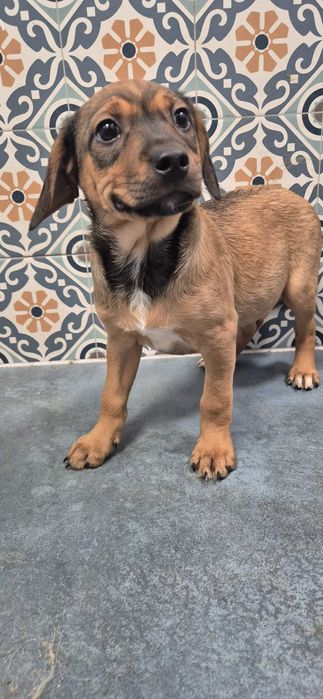 Szczeniaki chłopczyki około 3 miesiące