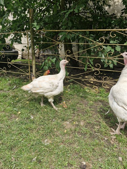 Indyki mięsne z wolnego wybiegu BIG 6 oraz gesi