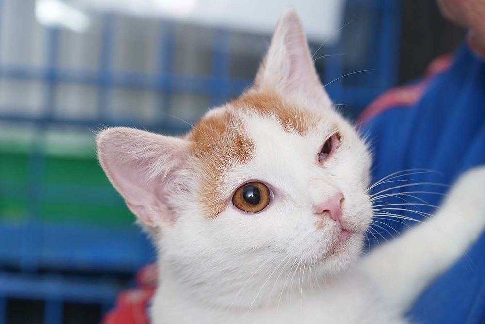 Kociaki rude szukają domów -schronisko Zgierz -aktualne