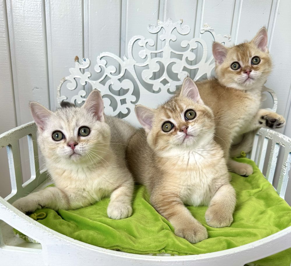 Шотландські кошенята