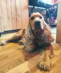 Cocker Spaniel Angielski  Reproduktor