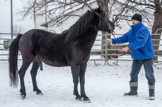 Stanówka ogierem huculskim JUNIOR
