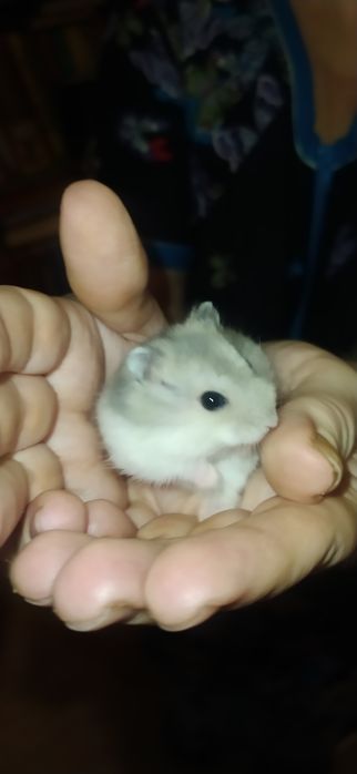 Отдам джунгарика бесплатно