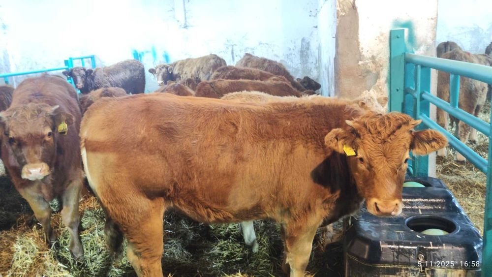 Odsadki mięsne LM/CH