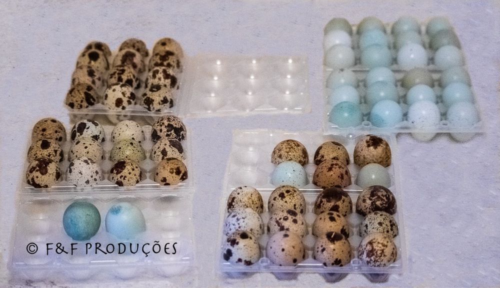 Ovos e Codornizes  Pintos do dia - TODAS as raças e idades disponiveis