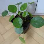 Pieniążek, pilea peperomiowata., roślina doniczkowa