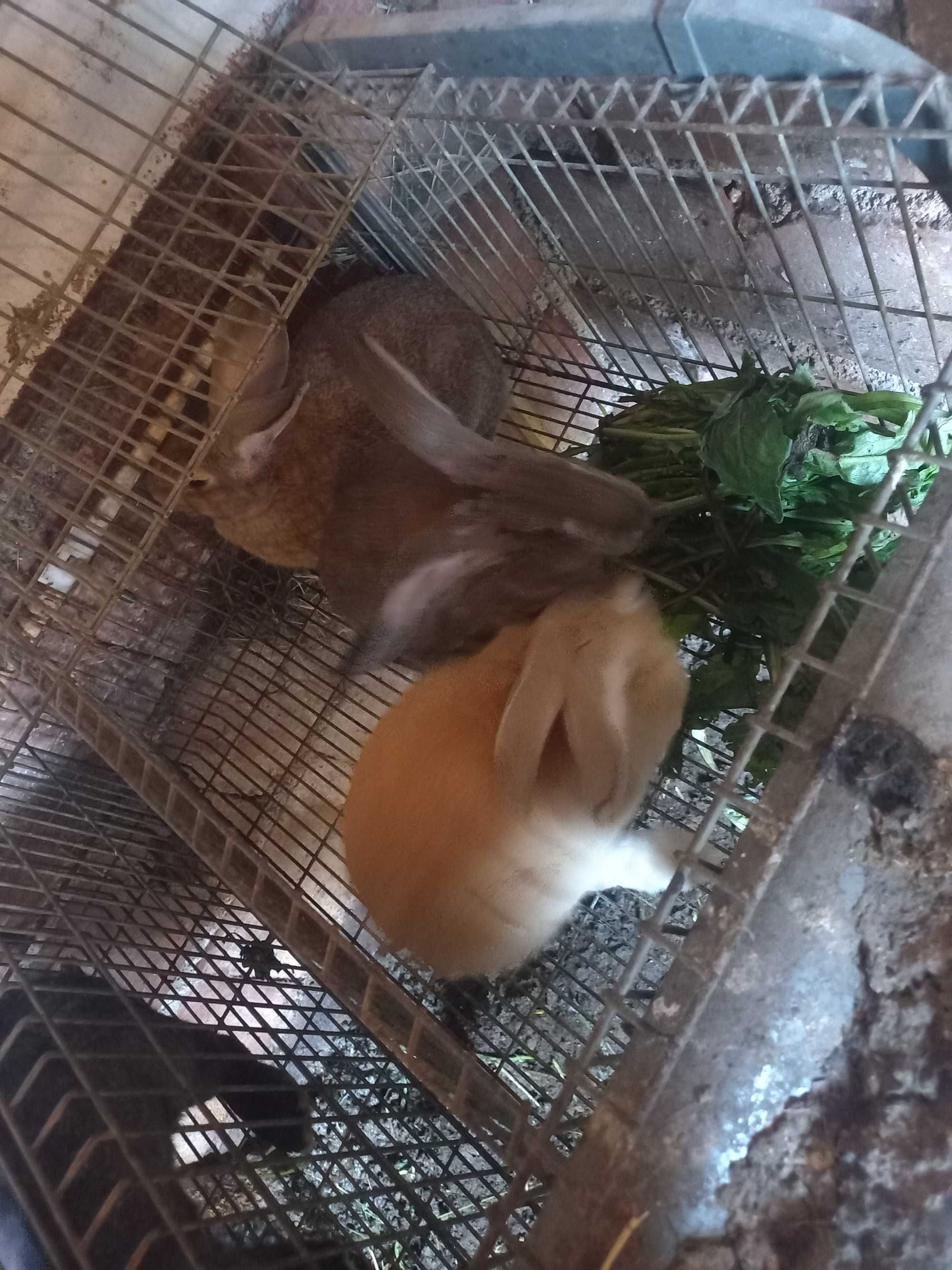 Coelhos para criar