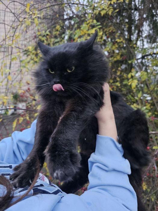 Молодий кастрований кіт в добрі руки