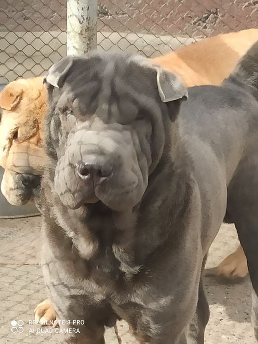 Кобель вязка шарпей голубого окраса