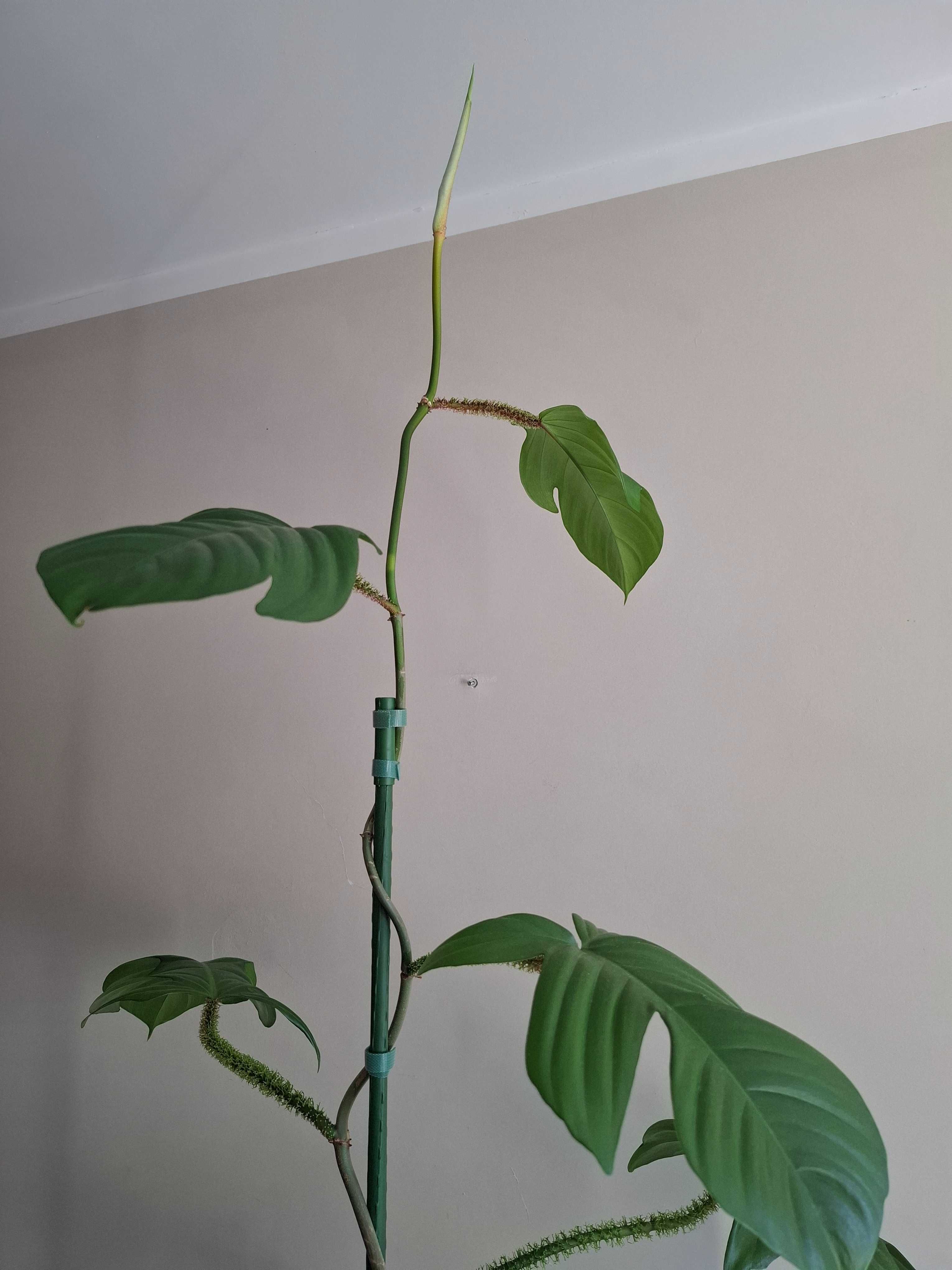 Philodendron squamiferum 160 cm