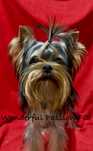 York Yorkshire terrier FCI ZKwP