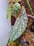 Begonia  Maculata