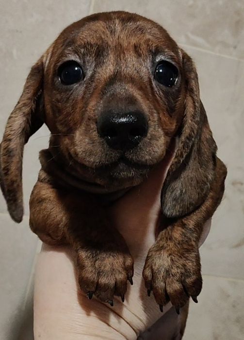 Цуценята мініатюрної такси з родовідом