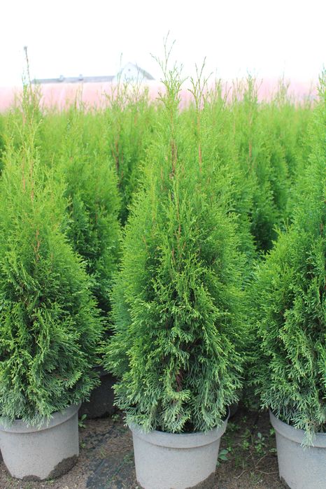 Tuja Szmaragd 100-120 cm, doniczka 7,5l i 10l