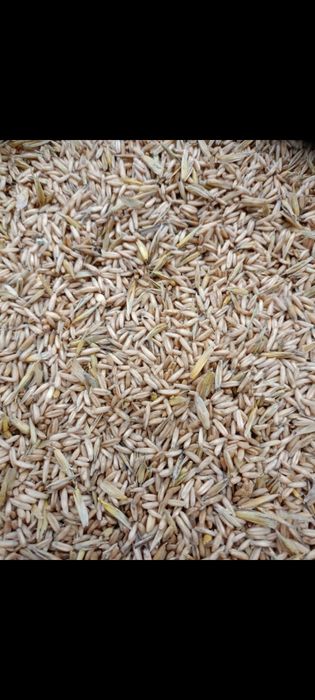 Owies bezłuskowy nagi oraz pszenica