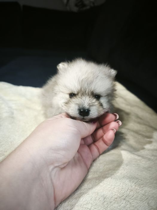 Szpic miniaturowy pomeranian