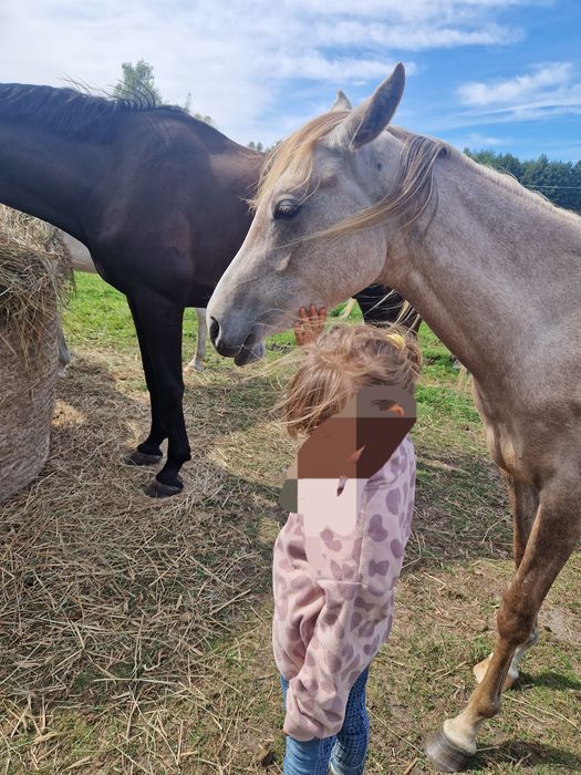 młoda klacz arabska, czysta krew arabska