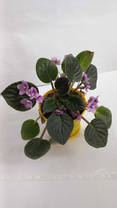 Кімнатна квітка фіалка