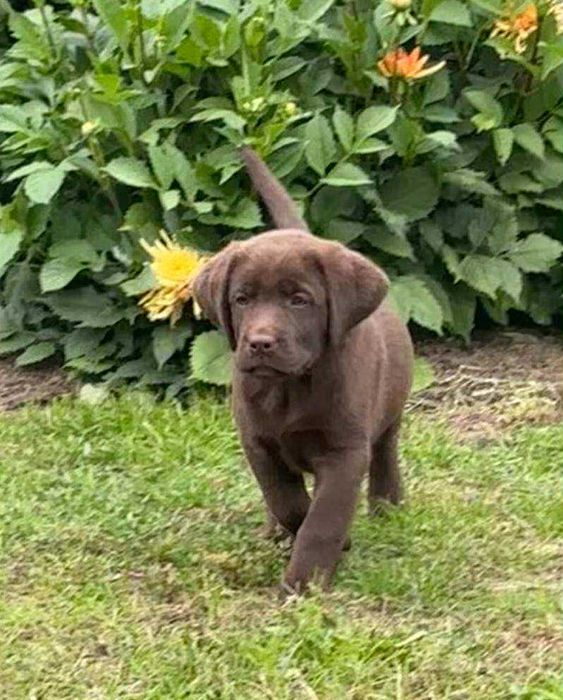 Labrador Retriever czekoladowy. Nowa cena!.