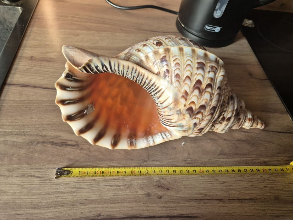 Charonia Tritonis ciężka masywna